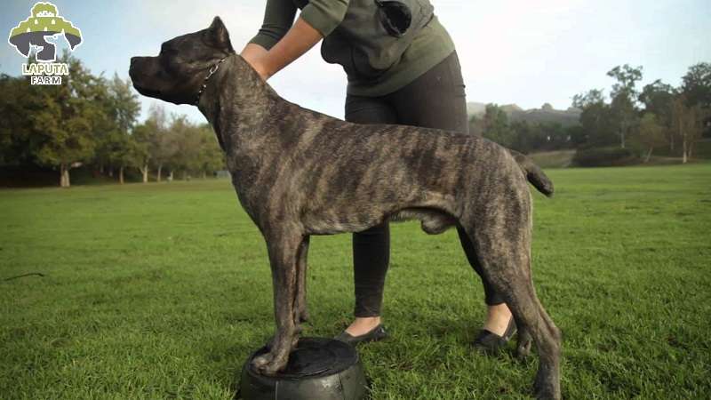 Chó Cane Corso: Nguồn gốc, đặc điểm và giá bán [Mới Nhất]