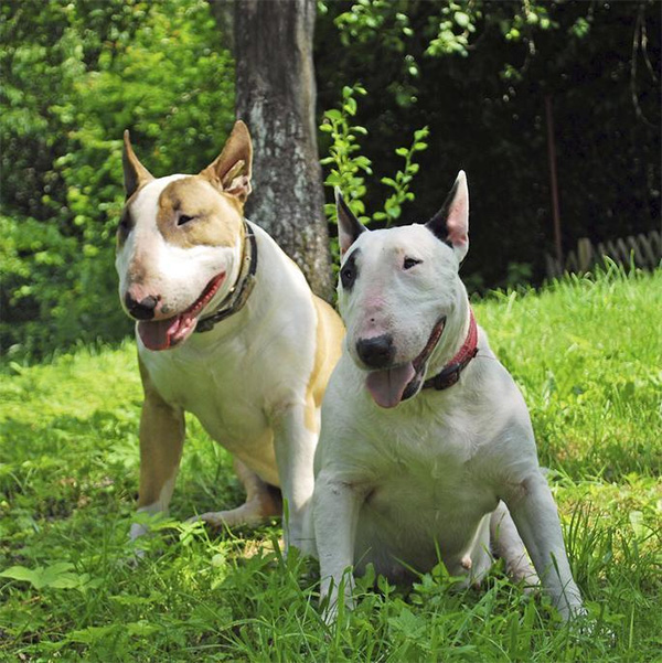 Bull Terrier (Chó Sục Bò): Đặc điểm, cách nuôi, giá bán