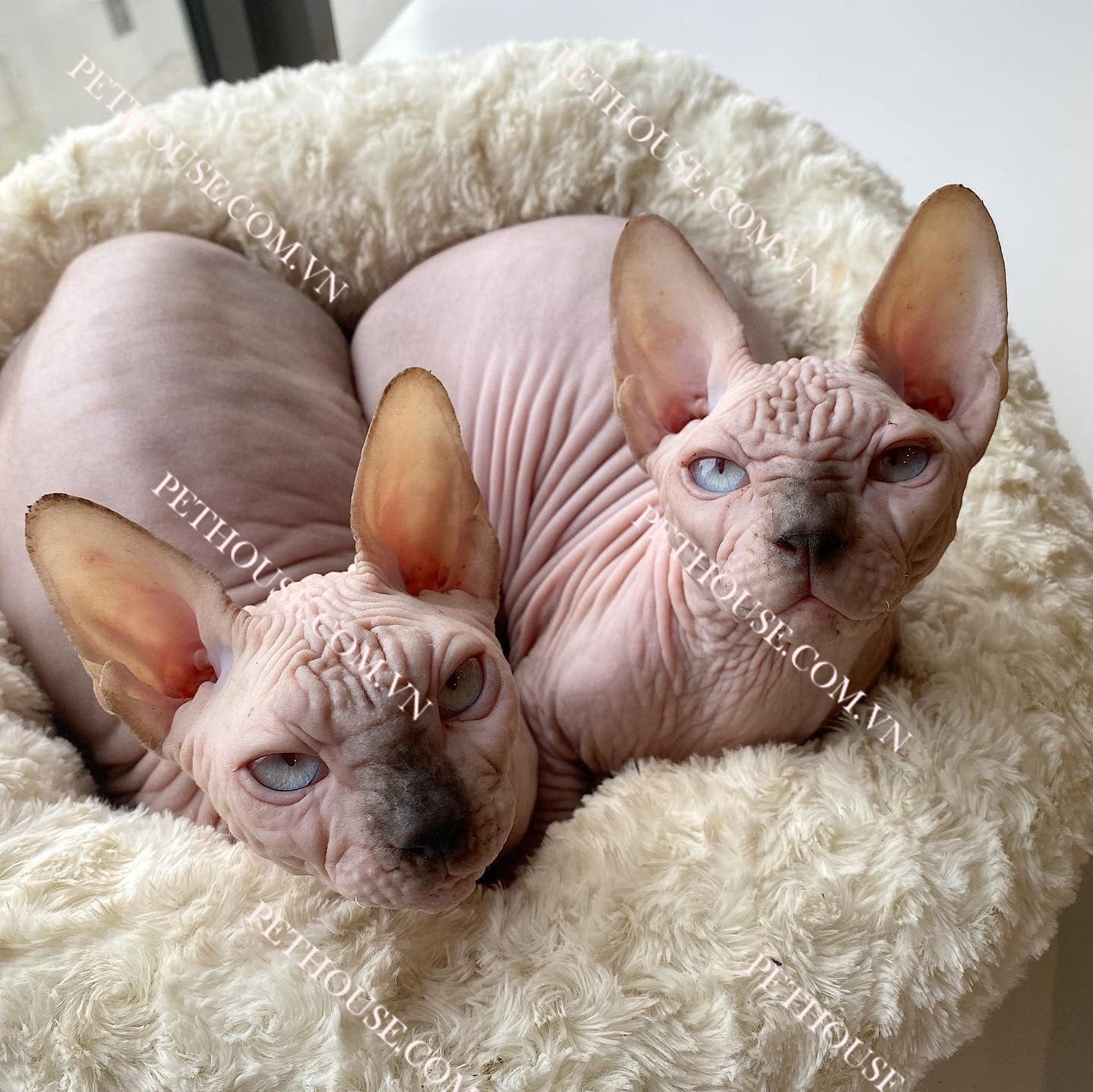 Mèo Sphynx - Mèo Không Lông - Pet House - Cửa hàng thú cưng và phụ kiện