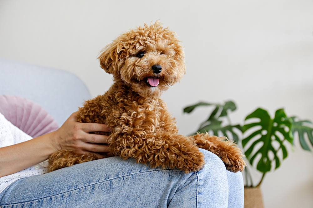 Toy Poodle Dog Breed: Info, Pictures, Traits & Care Guide - Dogster