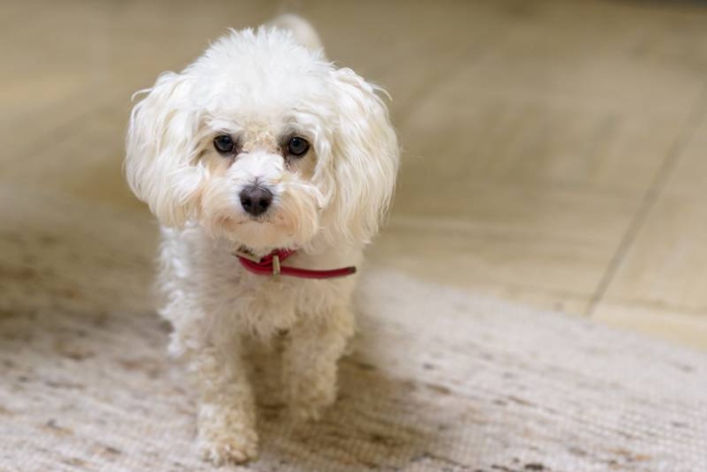 Toy Poodle Dog Breed: Info, Pictures, Traits & Care Guide - Dogster