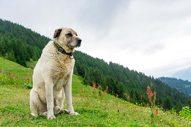 Chó Kangal - Giống chó có lực cắn mạnh nhất thế giới