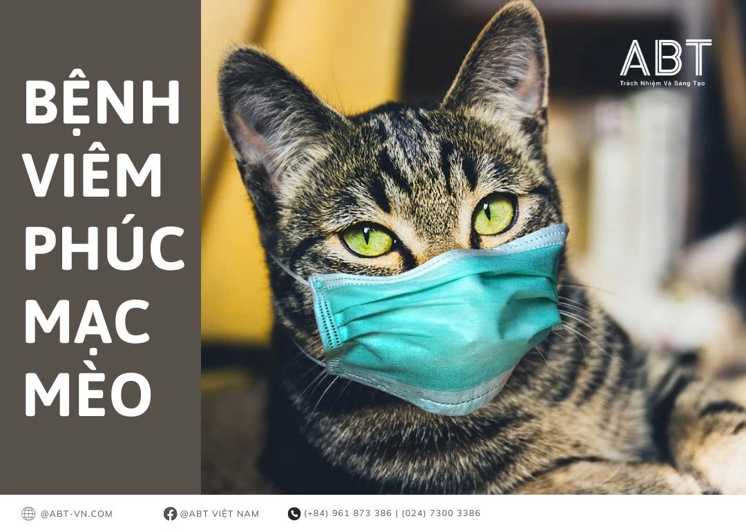 Bệnh viêm phúc mạc FIP ở mèo