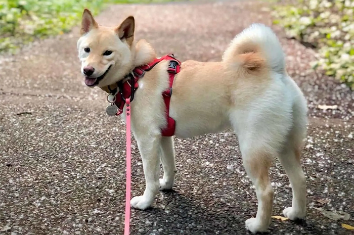 Shiba loài chó nổi tiếng vì khuôn mặt phúc hậu và hay cười