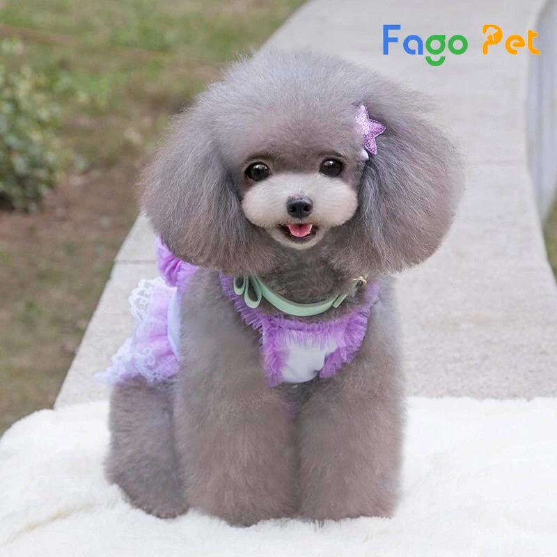 Chó Poodle Xám - Đặc Điểm , Cách Chăm Sóc, Giá Bán