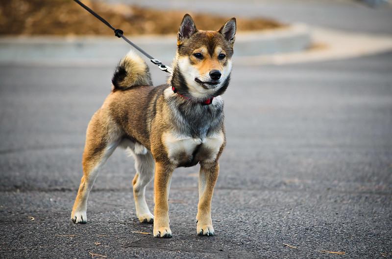 Shiba loài chó nổi tiếng vì khuôn mặt phúc hậu và hay cười