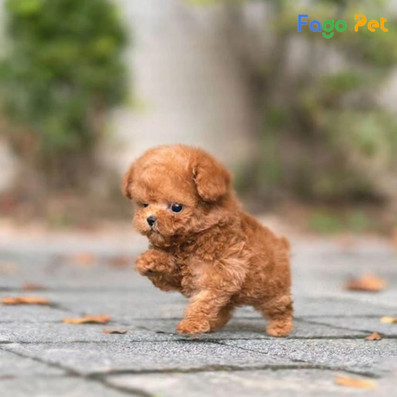 Các Loại Chó Poodle Được Nuôi Phổ Biến Hiện Nay