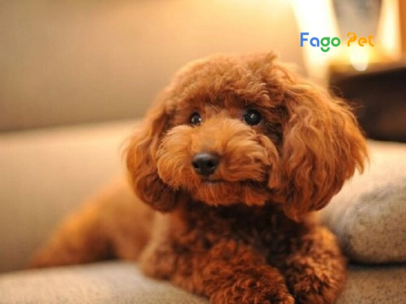 Các Loại Chó Poodle Được Nuôi Phổ Biến Hiện Nay