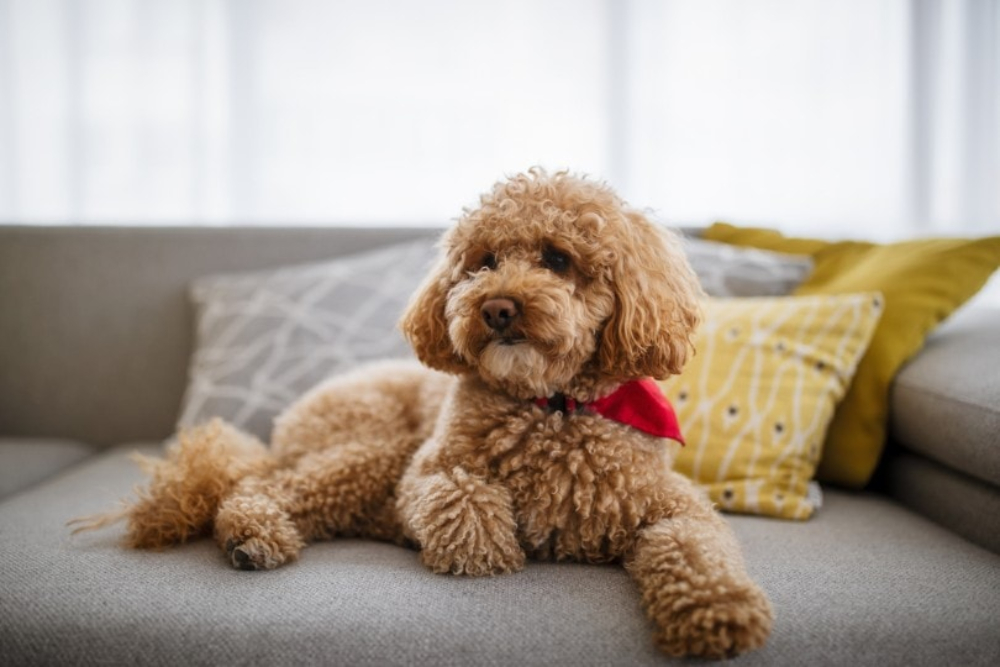 Toy Poodle Dog Breed: Info, Pictures, Traits & Care Guide - Dogster