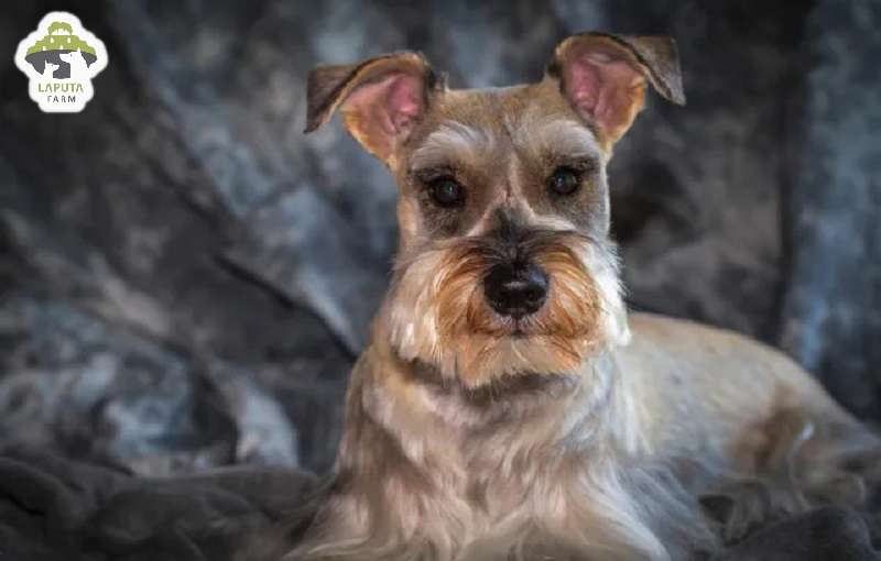 Chó Schnauzer: Nguồn gốc, đặc điểm, chăm sóc, giá bán