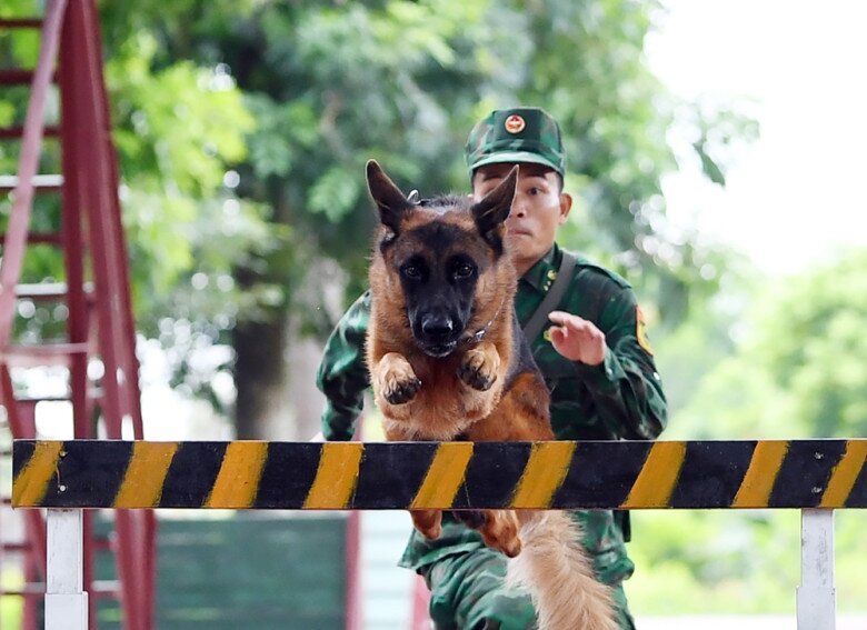 Giống chó nghiệp vụ giúp tìm người mất tích ở làng Nủ, từng sang tận đất Thổ cứu hộ, huấn luyện khắt khe thế nào?