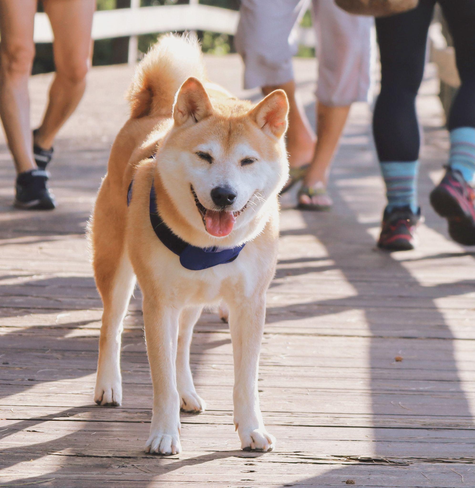 Shiba loài chó nổi tiếng vì khuôn mặt phúc hậu và hay cười