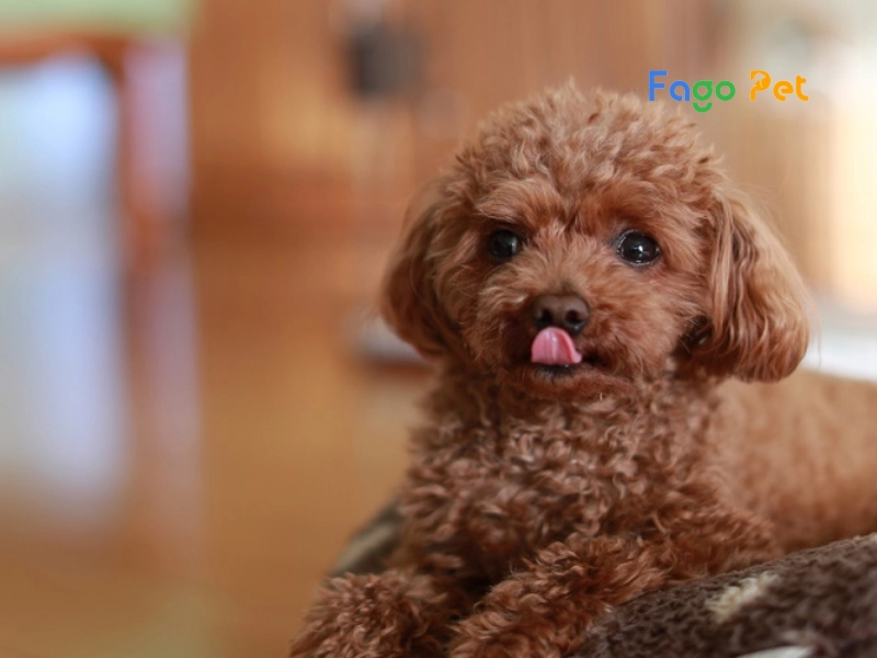 Chó Poodle Teacup - Nguồn Gốc, Đặc Điểm, Giá Bán