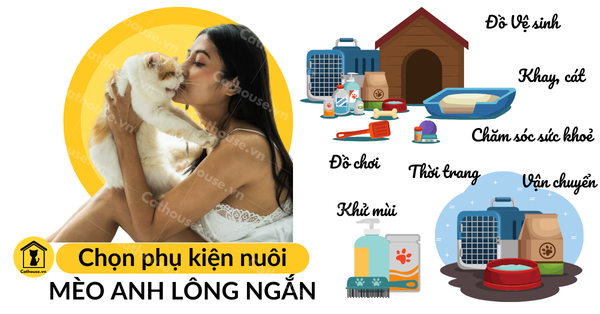 Mèo Anh Lông Ngắn Màu Tabby Tìm Hiểu Nguồn Gốc, Đặc Điểm, Mua Ở Đâu?