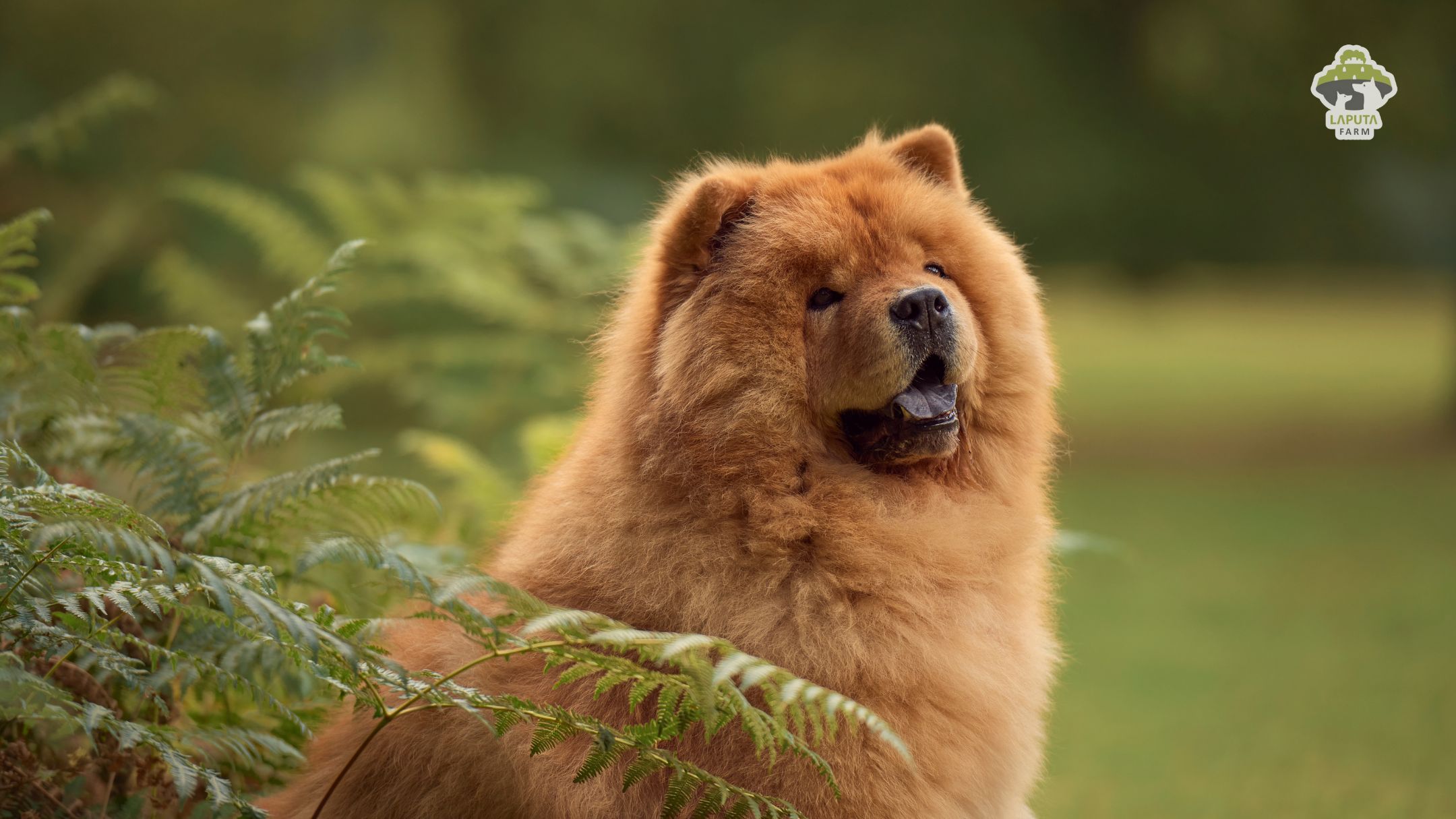 Chó Chow Chow giá bao nhiêu? Địa chỉ mua uy tín TP HCM