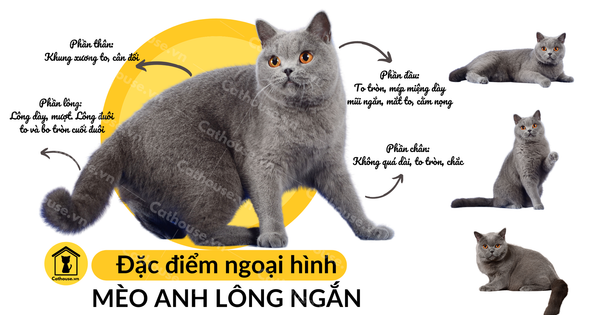 Mèo Anh Lông Ngắn Màu Tabby Tìm Hiểu Nguồn Gốc, Đặc Điểm, Mua Ở Đâu?