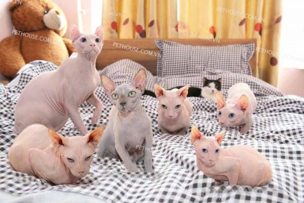 Mèo Sphynx - Mèo Không Lông - Pet House - Cửa hàng thú cưng và phụ kiện