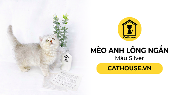 Mèo Anh Lông Ngắn Màu Tabby Tìm Hiểu Nguồn Gốc, Đặc Điểm, Mua Ở Đâu?