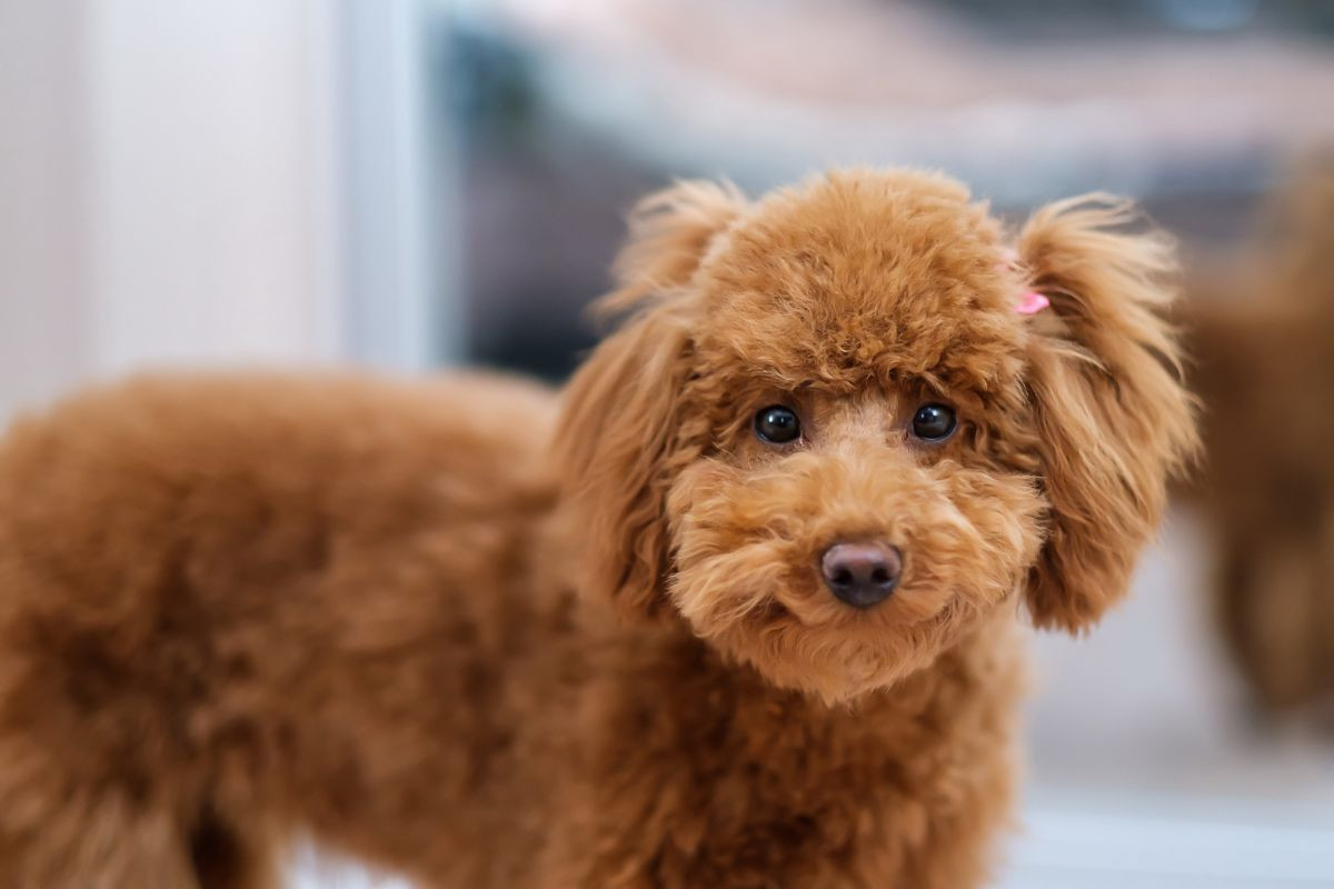 Chó Poodle giá bao nhiêu? Bảng giá chó Poodle và cách chọn mua chó Poodle thuần chủng