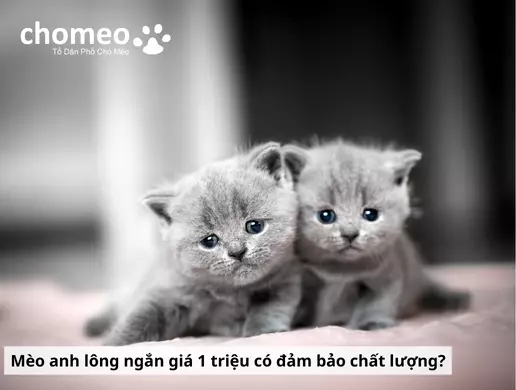 Mua mèo anh lông ngắn giá dưới 1 triệu, cẩn thận rủi ro tiềm ẩn