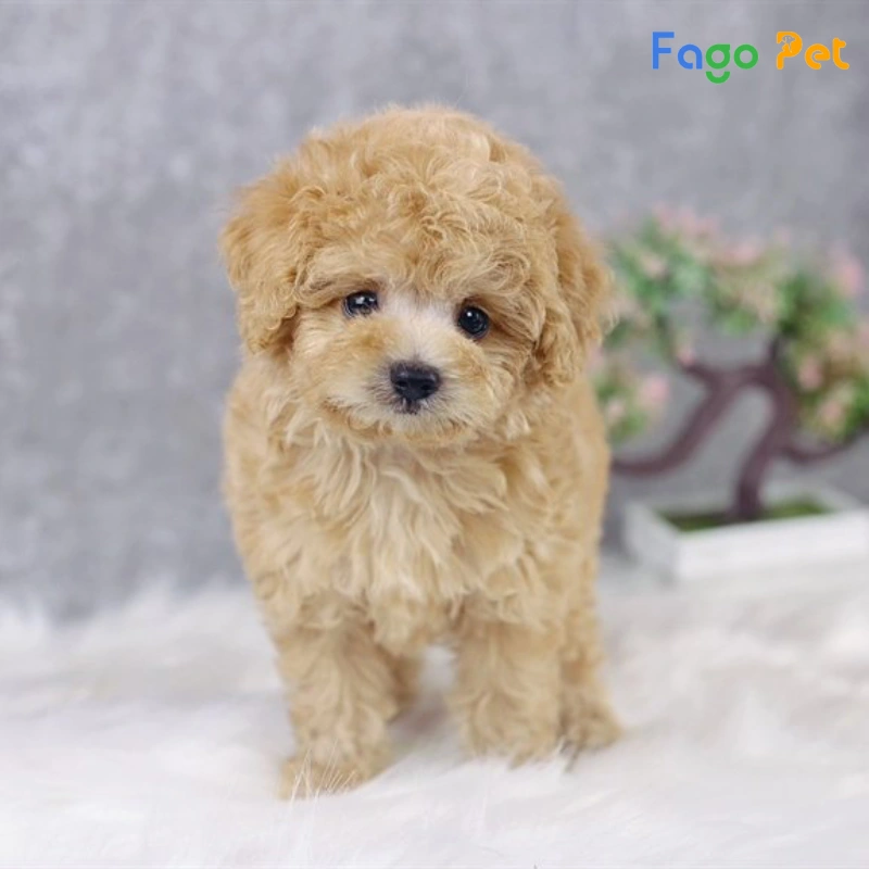 Chó Poodle Teacup - Nguồn Gốc, Đặc Điểm, Giá Bán