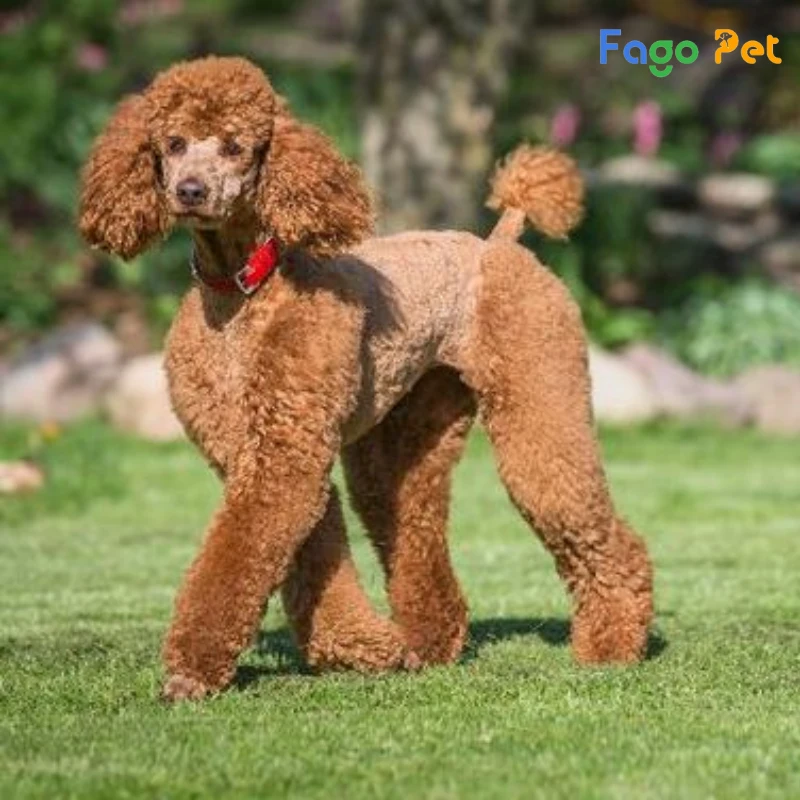 Các Loại Chó Poodle Được Nuôi Phổ Biến Hiện Nay