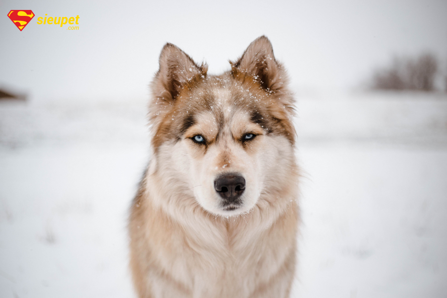 Chó ngáo Husky giá bao nhiêu? Tìm hiểu a-z giống chó mặt ngáo Cute