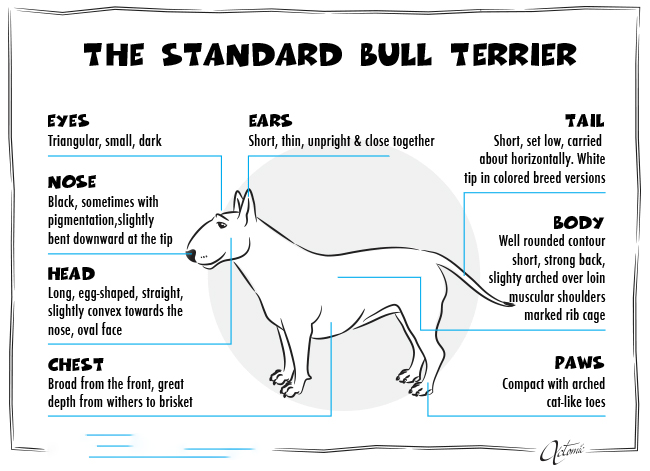 Bull Terrier (Chó Sục Bò): Đặc điểm, cách nuôi, giá bán