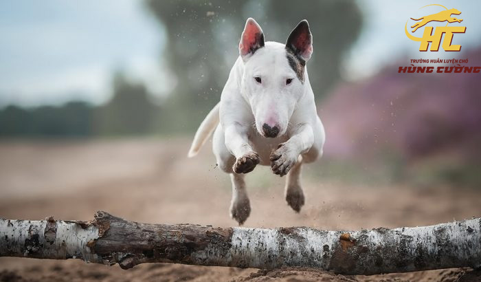 Bull Terrier (Chó Sục Bò): Đặc điểm, cách nuôi, giá bán