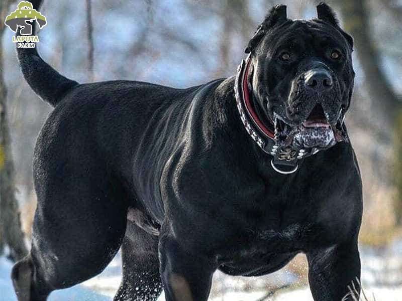 Chó Cane Corso: Nguồn gốc, đặc điểm và giá bán [Mới Nhất]