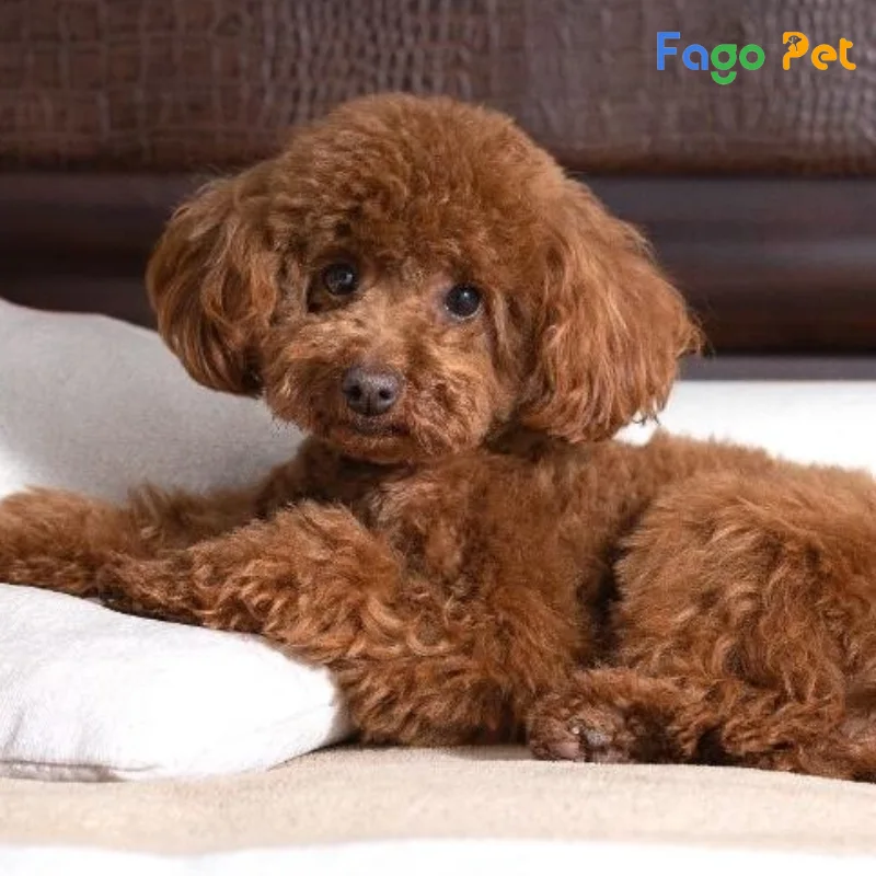 Các Loại Chó Poodle Được Nuôi Phổ Biến Hiện Nay