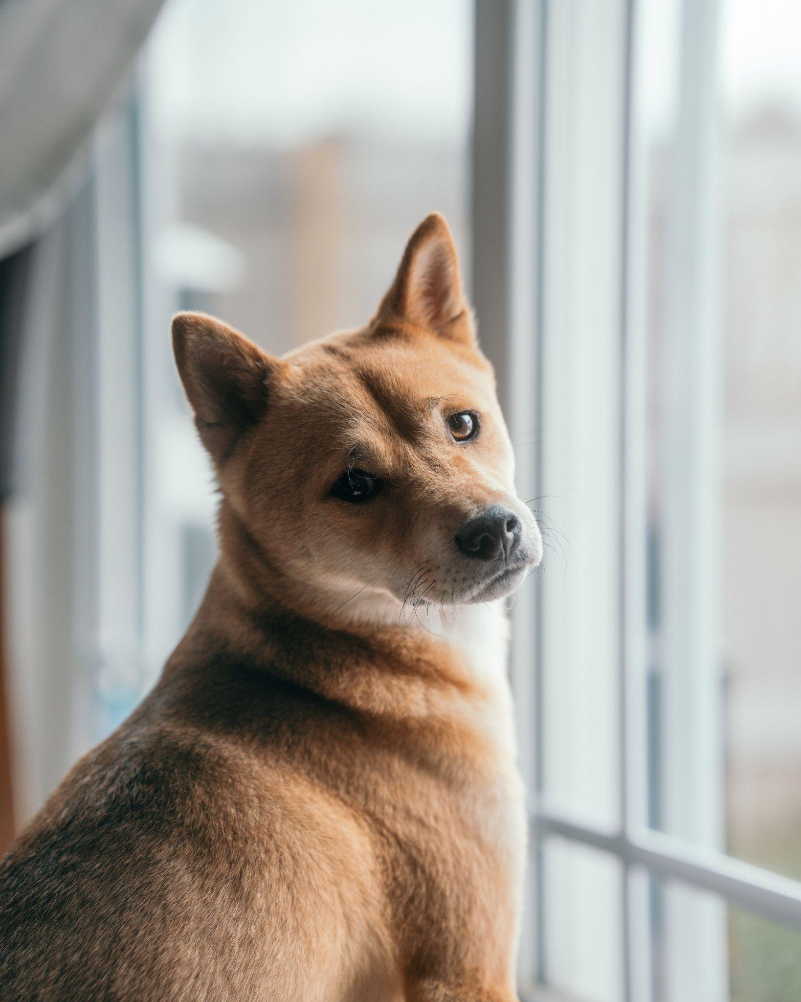 Shiba loài chó nổi tiếng vì khuôn mặt phúc hậu và hay cười