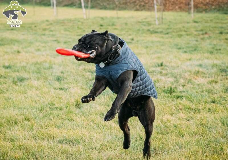 Chó Cane Corso: Nguồn gốc, đặc điểm và giá bán [Mới Nhất]