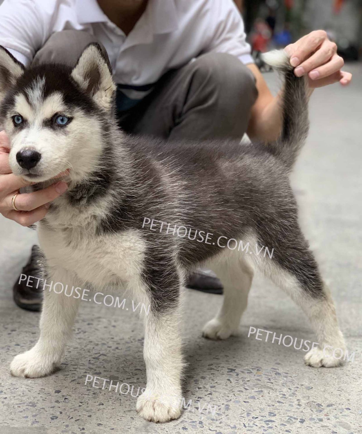 Chó husky thuần chủng có giá bao nhiêu?