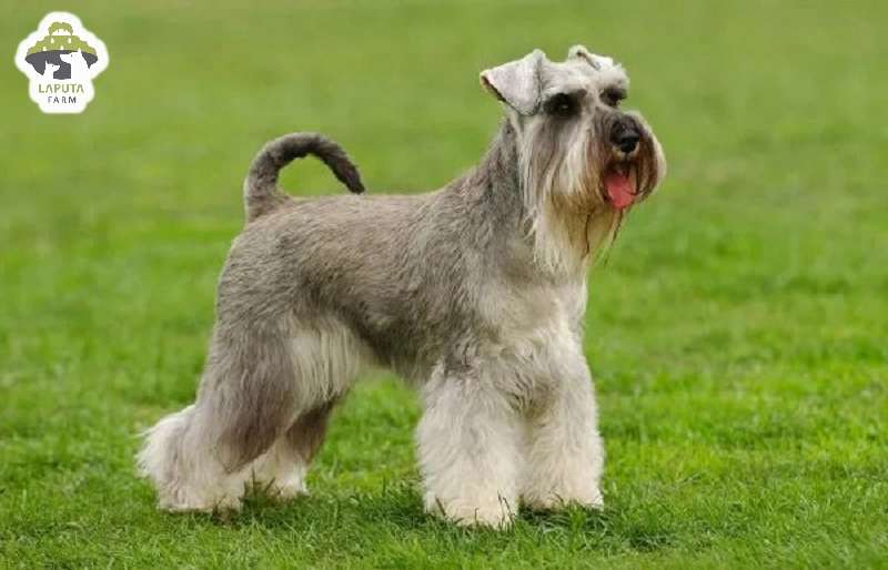 Chó Schnauzer: Nguồn gốc, đặc điểm, chăm sóc, giá bán