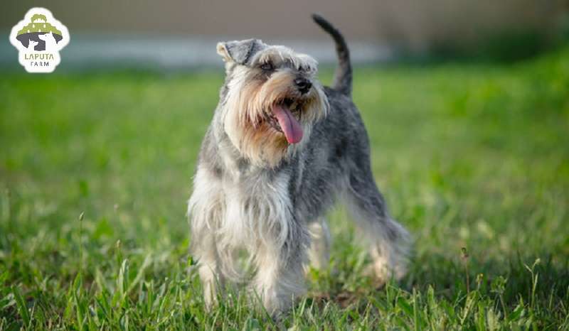 Chó Schnauzer: Nguồn gốc, đặc điểm, chăm sóc, giá bán