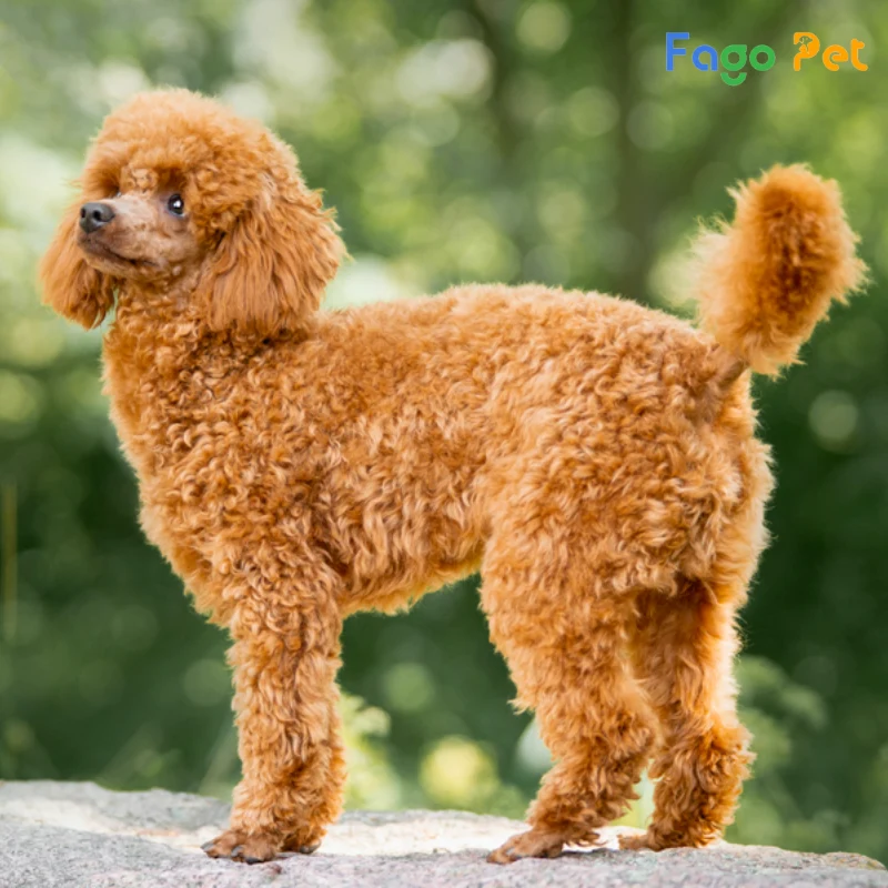 Các Loại Chó Poodle Được Nuôi Phổ Biến Hiện Nay