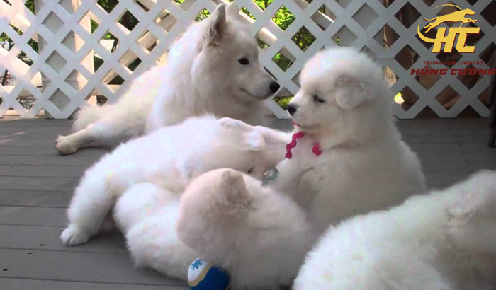 Mua bán chó Samoyed thuần chủng giá tốt, bảo hành dài lâu