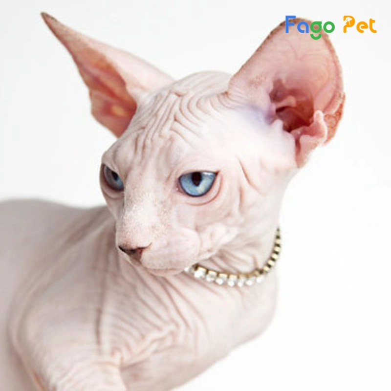 Bán Mèo Ai Cập Sphynx