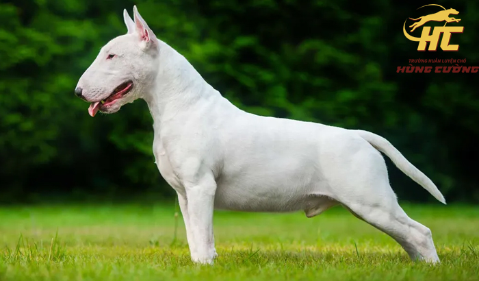 Bull Terrier (Chó Sục Bò): Đặc điểm, cách nuôi, giá bán