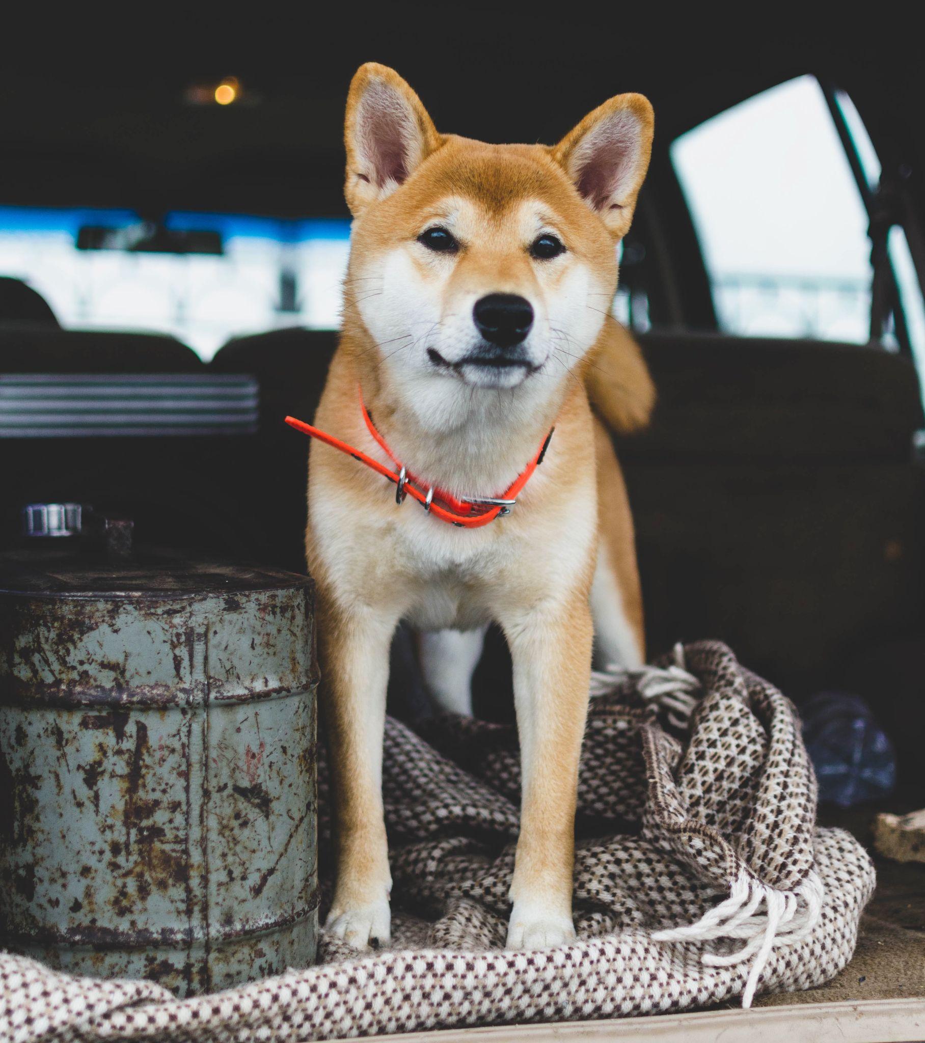 Shiba loài chó nổi tiếng vì khuôn mặt phúc hậu và hay cười