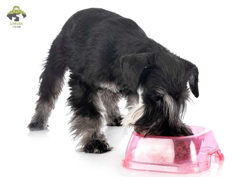 Chó Schnauzer: Nguồn gốc, đặc điểm, chăm sóc, giá bán