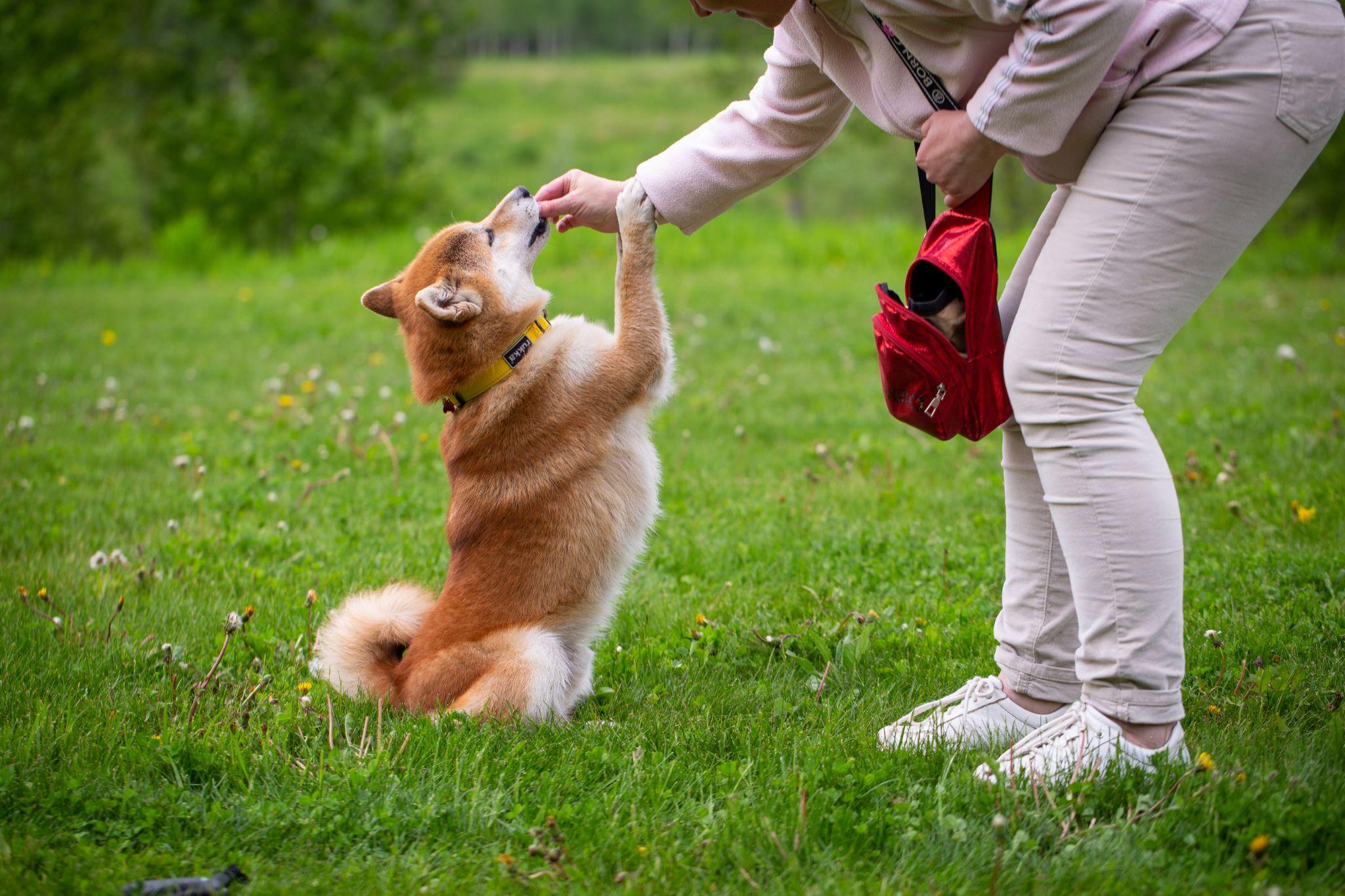 Shiba loài chó nổi tiếng vì khuôn mặt phúc hậu và hay cười