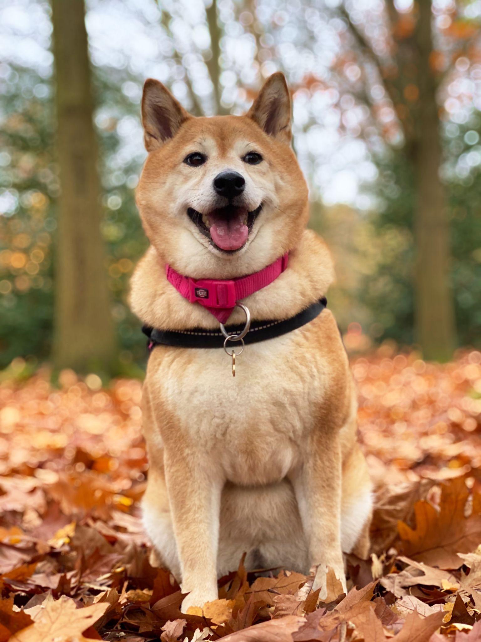 Shiba loài chó nổi tiếng vì khuôn mặt phúc hậu và hay cười