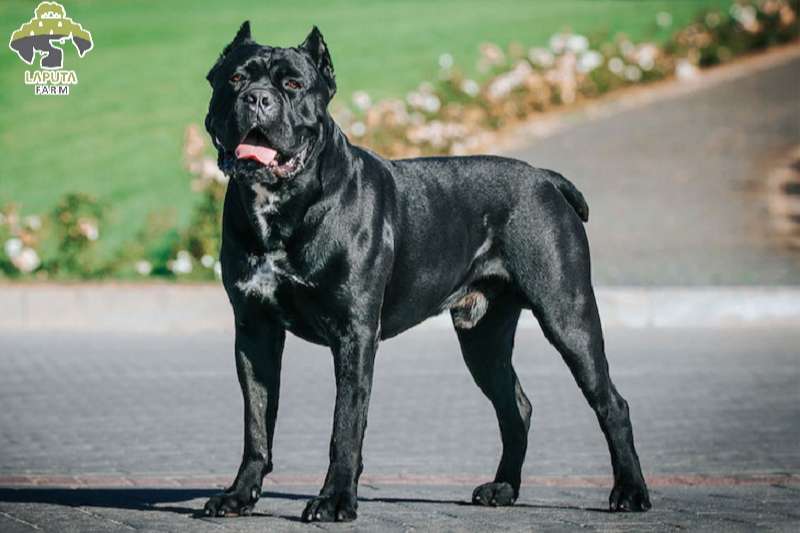 Chó Cane Corso: Nguồn gốc, đặc điểm và giá bán [Mới Nhất]