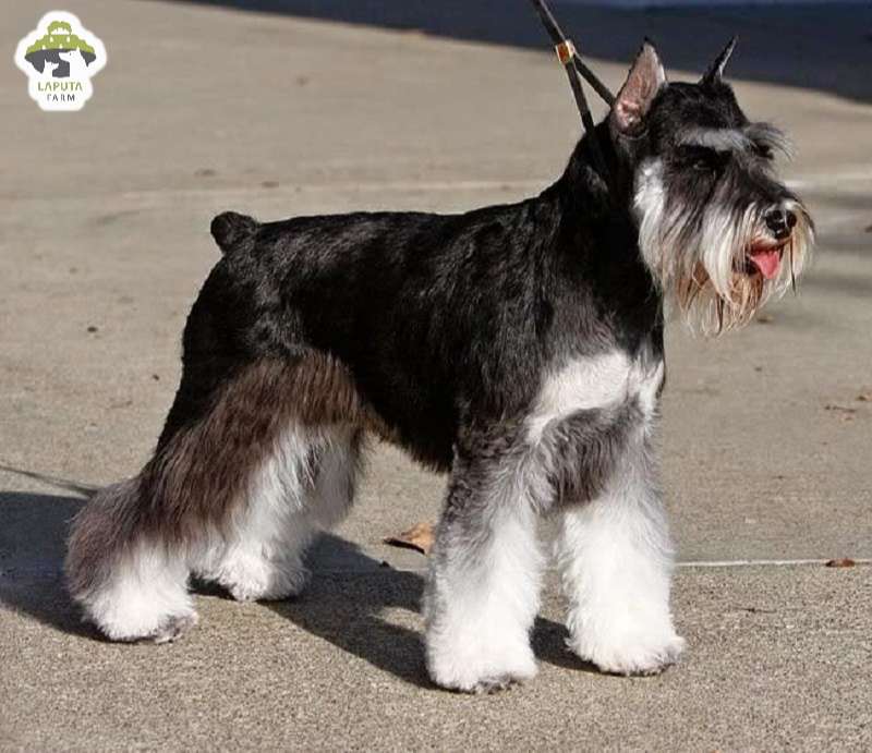 Chó Schnauzer: Nguồn gốc, đặc điểm, chăm sóc, giá bán