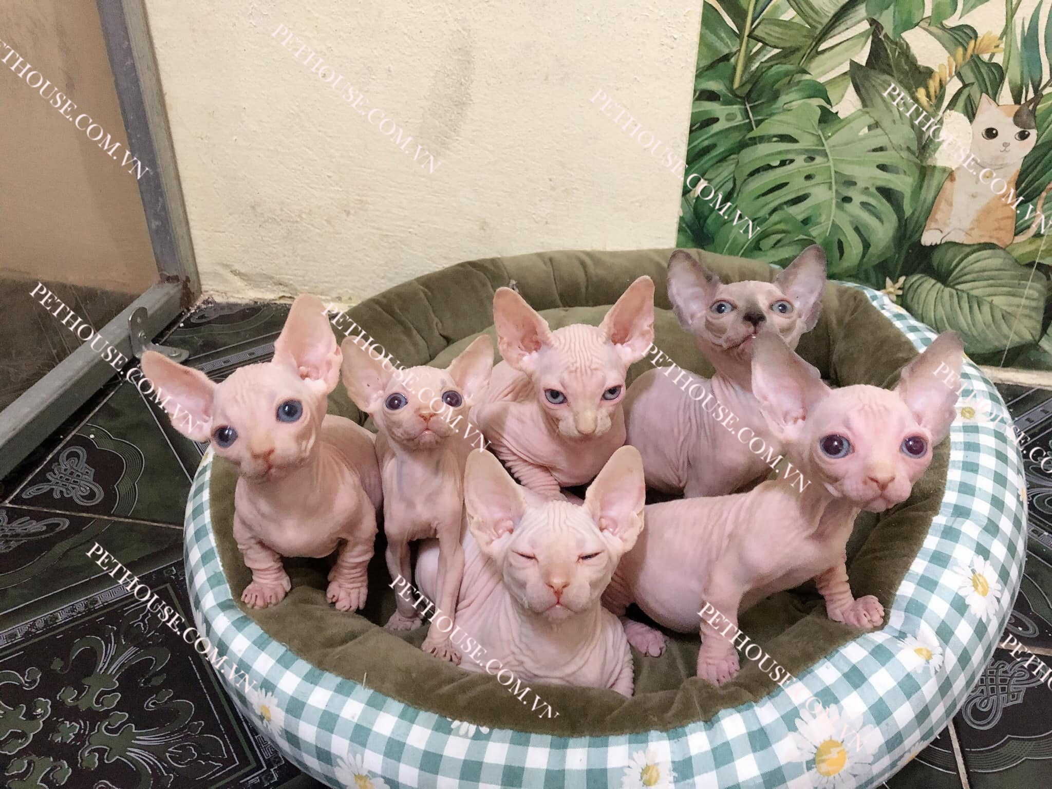 Mèo Sphynx - Mèo Không Lông - Pet House - Cửa hàng thú cưng và phụ kiện