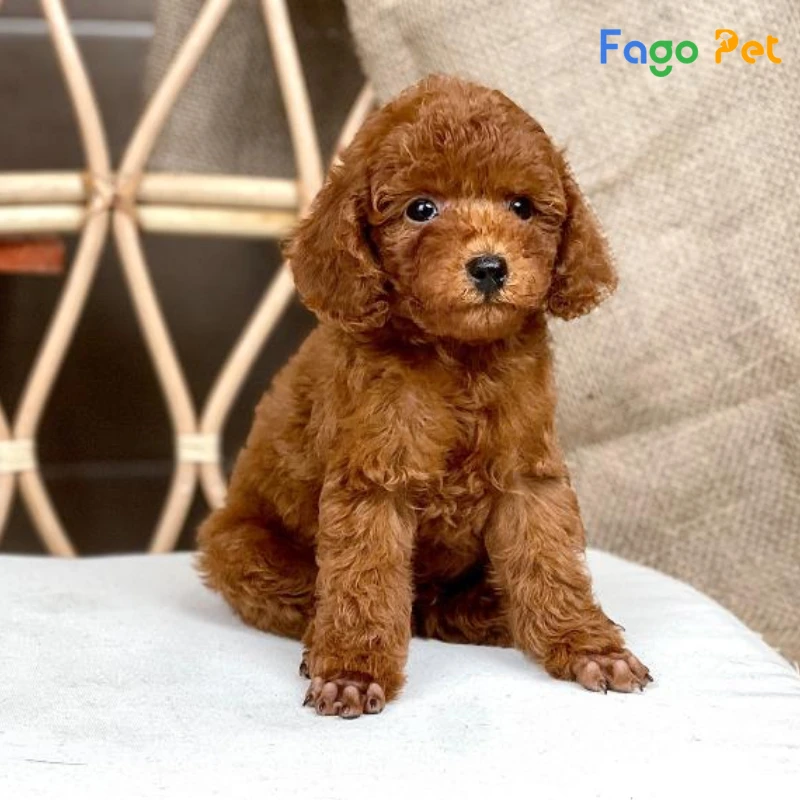 Chó Poodle Teacup - Nguồn Gốc, Đặc Điểm, Giá Bán