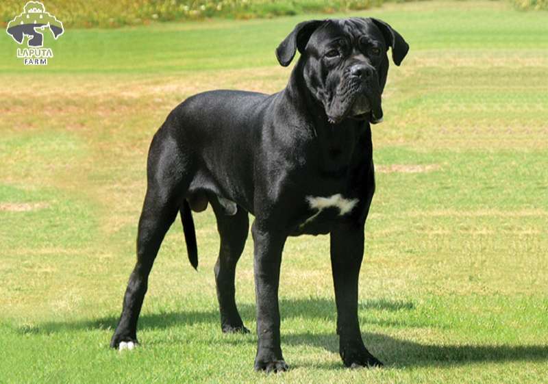 Chó Cane Corso: Nguồn gốc, đặc điểm và giá bán [Mới Nhất]