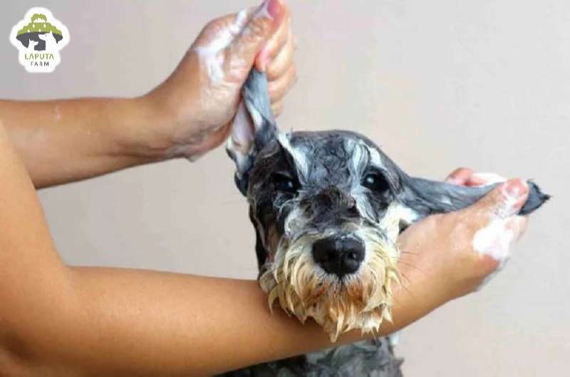 Chó Schnauzer: Nguồn gốc, đặc điểm, chăm sóc, giá bán